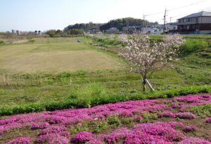 坪井川遊水地の会１