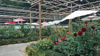 20259020_dahlia1.JPG