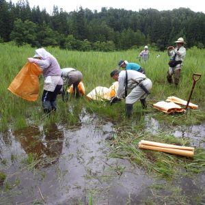 新潟県阿賀町新沼での保全作業