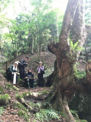 古屋の1000年トチノキ