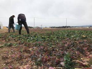 菜の花の追肥