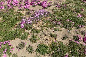 シバザクラ園地における生育障害の発生実態と防除対策01