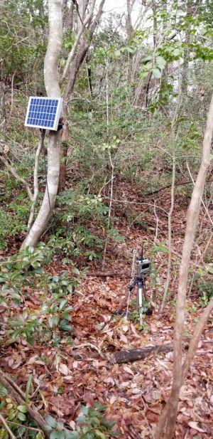 定点観測カメラによる野生保護動物の生態調査01