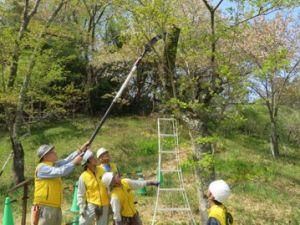 4.21桜の強剪定指導