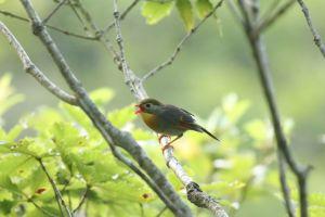 ソウシチョウ