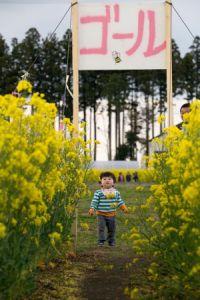 菜の花迷路一般開放に向けた菜の花畑整備４