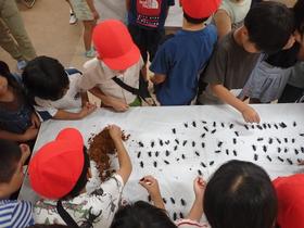 2025.7.3_特定外来生物クビアカツヤカミキリ啓発活動(小学校)_2.jpg