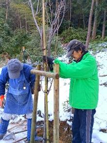 6陽光桜植樹作業.jpg